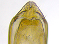 Olibrus pygmaeus